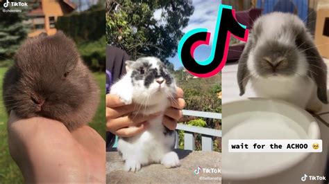 bunny chanel|what about bunny tiktok.